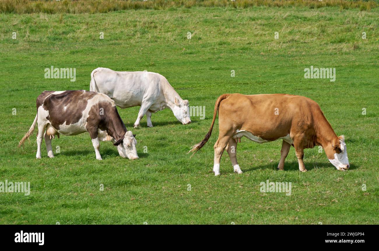Drei verschiedenfarbige Kühe fressen Gras auf einer grünen Wiese Stockfoto