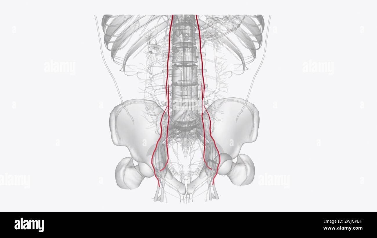 Die arterielle Versorgung des Abdomens erfolgt über die Äste der Aorta abdominalis 3d Abbildung Stockfoto