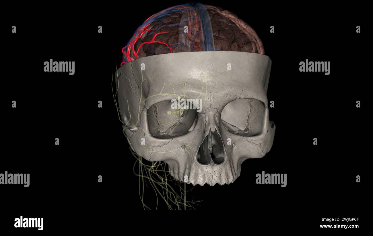 Die Arteria cerebri Media (MCA) ist eine kritische Arteria, die eine umfassende klinische Bedeutung hat. 3D-Darstellung Stockfoto