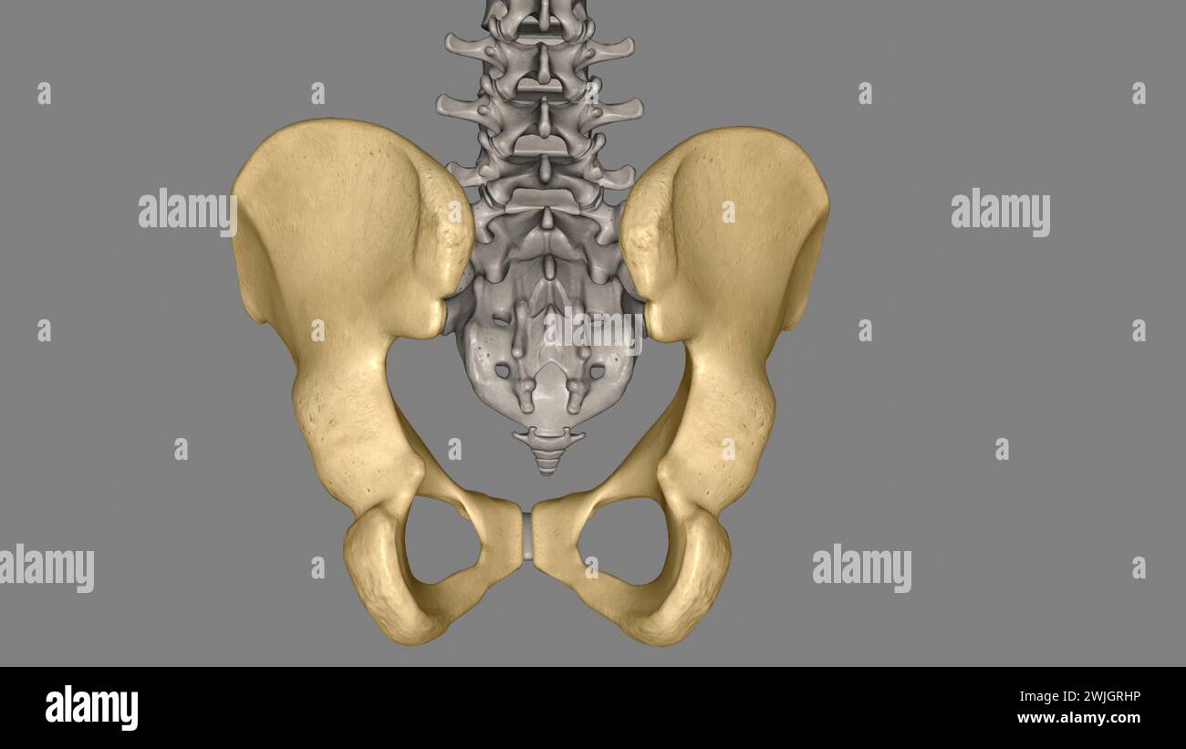 Die Hüfte ist der Bereich auf beiden Seiten der 3D-Abbildung des Beckens Stockfoto