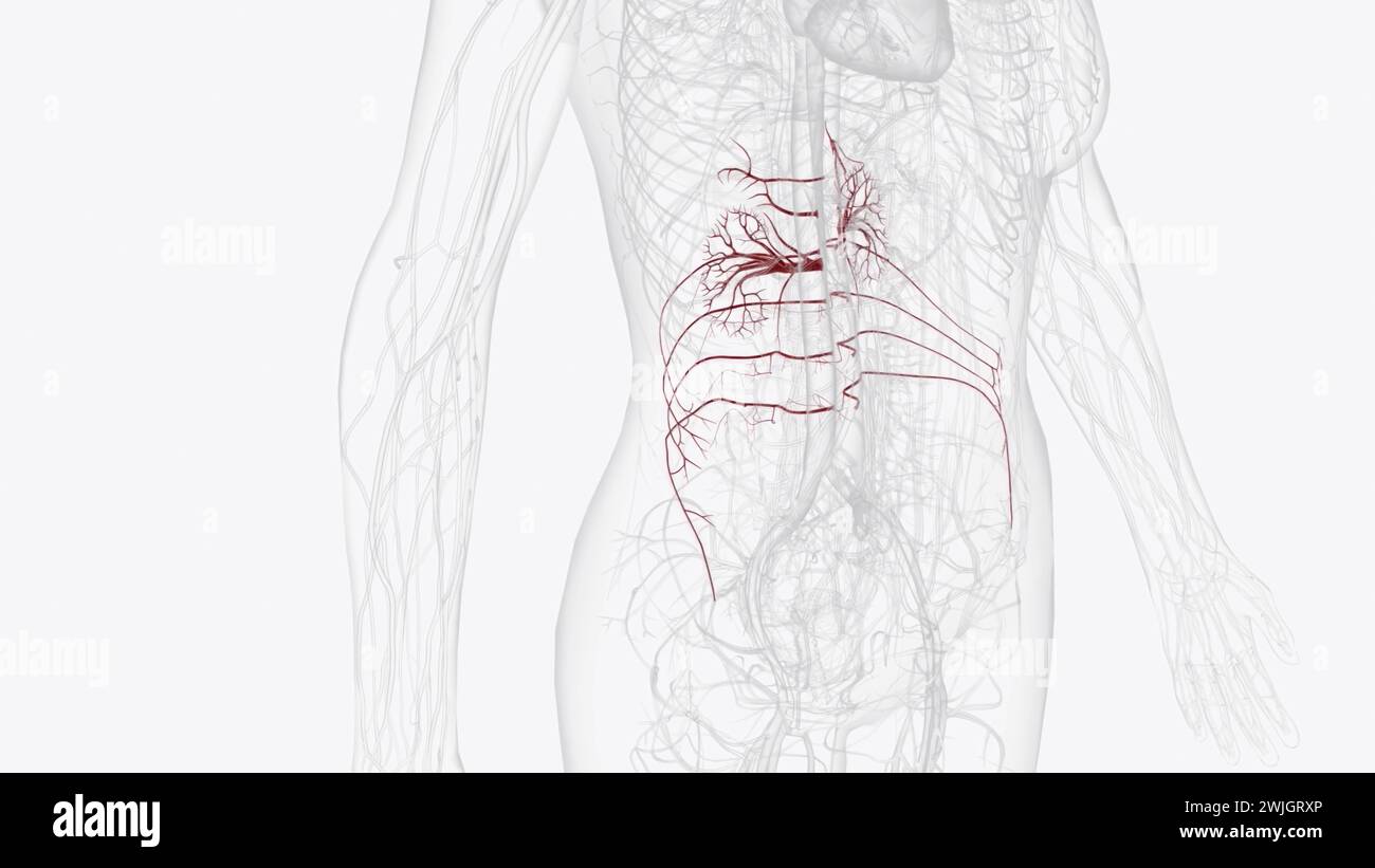 Die Hauptgefäße des Abdomens, einschließlich der Aorta abdominalis und der Vena cava inferior, verlaufen entlang der hinteren Bauchwand 3D-Abbildung Stockfoto