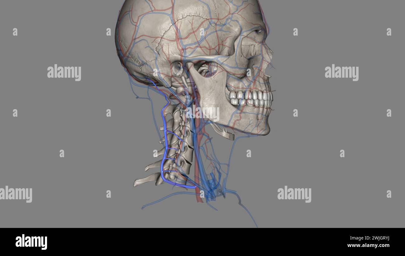 Die Vena cervical tiefs (Vena vertebralis posterior oder Vena tiefcervical posterior) begleitet ihre Arterie zwischen der Semispinales capitis und Colli 3d illu Stockfoto