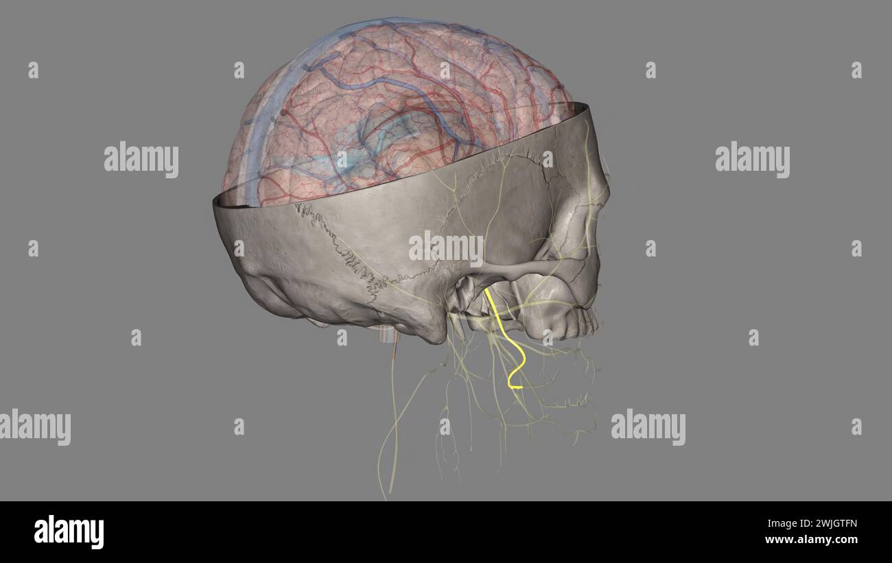 Der Nervus lingualis trägt die sensorische Innervation aus den vorderen zwei Dritteln der Zunge. Stockfoto