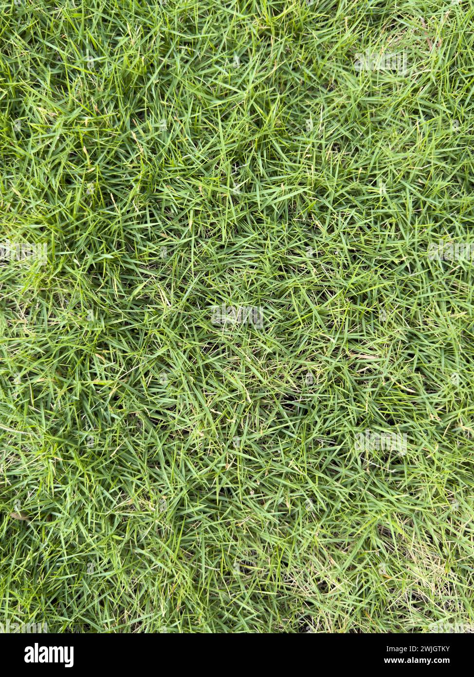 Weiches, unscharfes grünes Gras Textur Hintergrundmakro Nahansicht Stockfoto