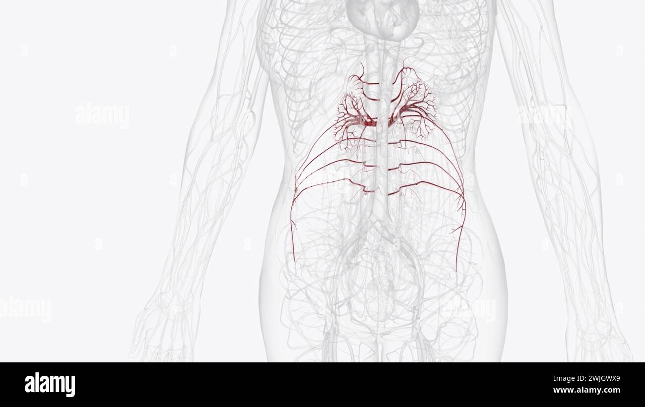 Die Hauptgefäße des Abdomens, einschließlich der Aorta abdominalis und der Vena cava inferior, verlaufen entlang der hinteren Bauchwand 3D-Abbildung Stockfoto