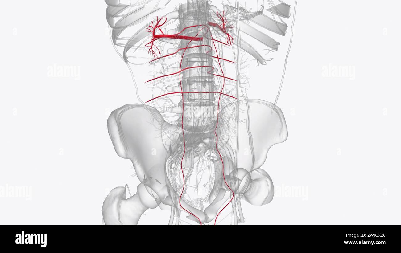 Die Hauptgefäße des Abdomens, einschließlich der Aorta abdominalis und der Vena cava inferior, verlaufen entlang der hinteren Bauchwand 3D-Abbildung Stockfoto