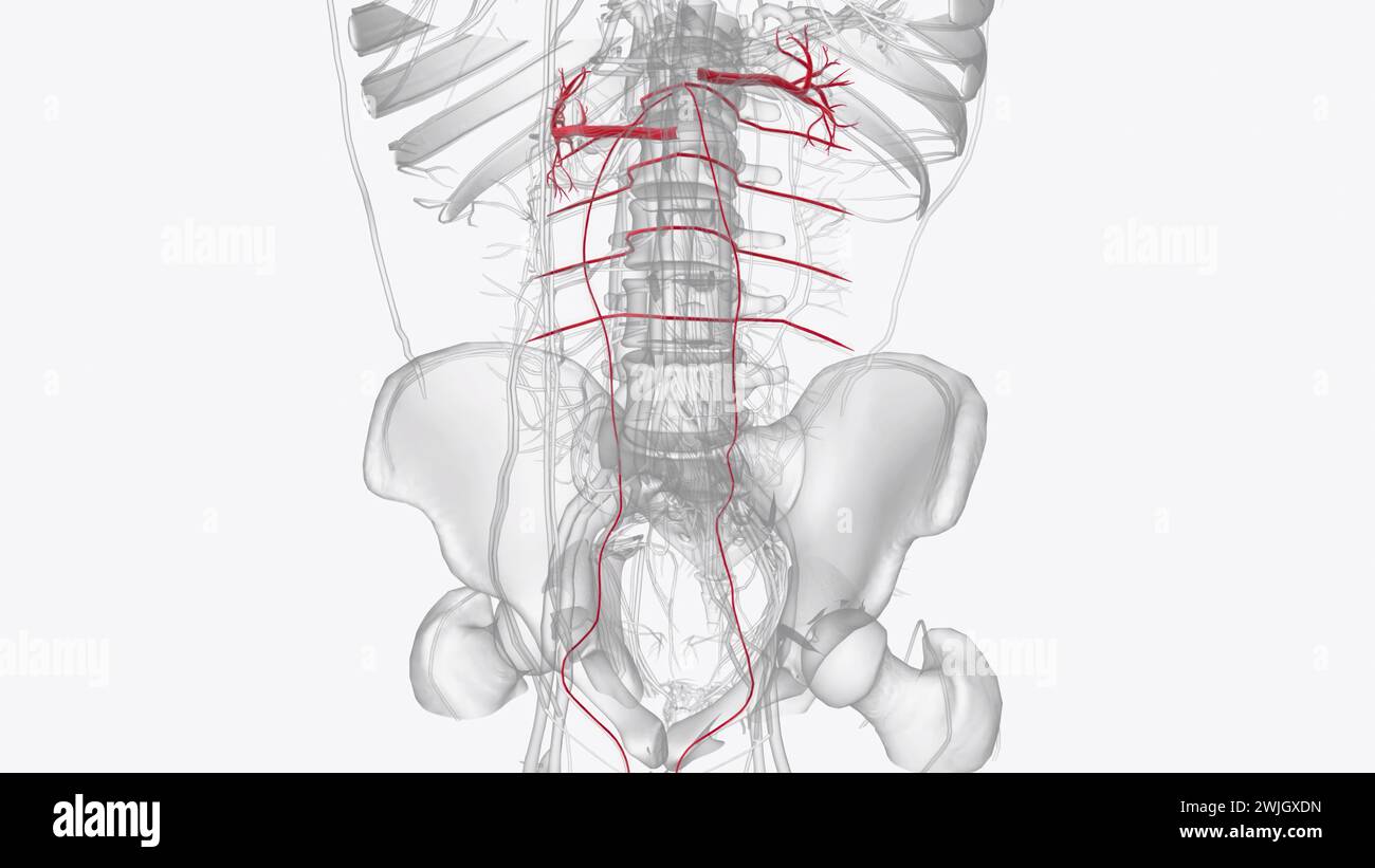 Die Hauptgefäße des Abdomens, einschließlich der Aorta abdominalis und der Vena cava inferior, verlaufen entlang der hinteren Bauchwand 3D-Abbildung Stockfoto