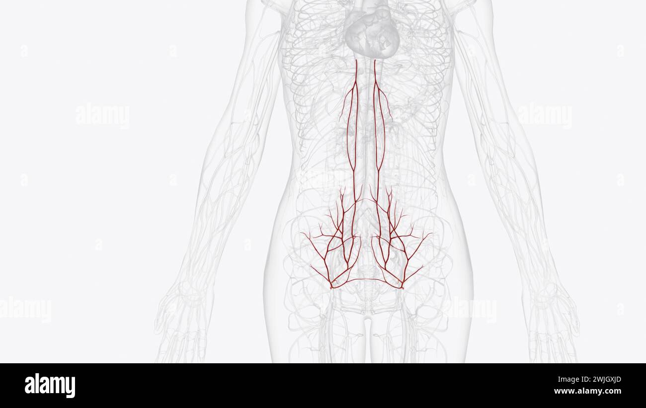 Die arterielle Versorgung des Abdomens erfolgt über die Äste der Aorta abdominalis 3d Abbildung Stockfoto