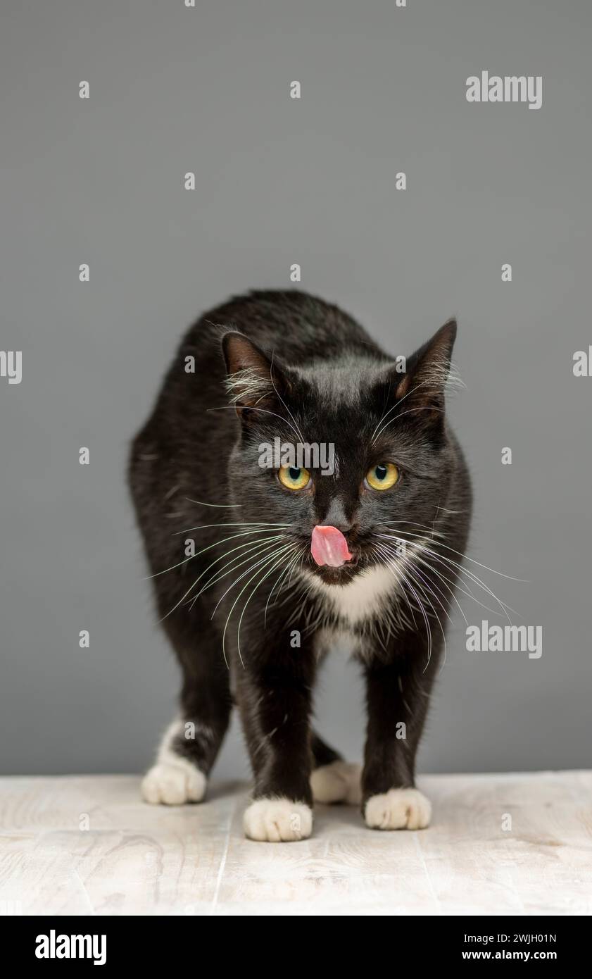 Schwarz-weiße Katze, die der Kamera zugewandt steht, die Zunge aus den Lippen leckt. Grauer Hintergrund. Stockfoto