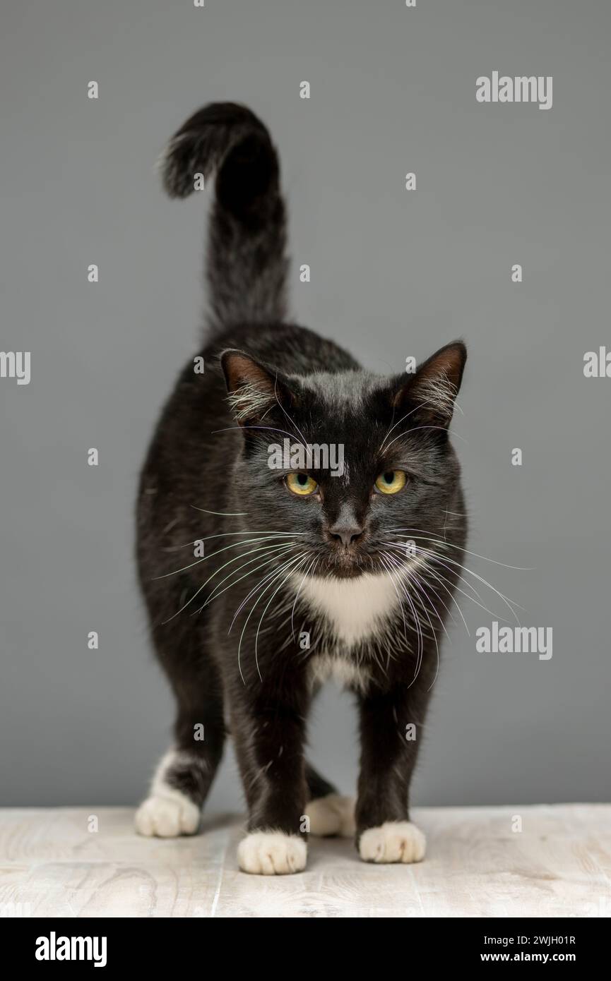Schwarz-weiße Katze, die der Kamera zugewandt steht, Schwanz in der Luft. Grauer Hintergrund. Stockfoto