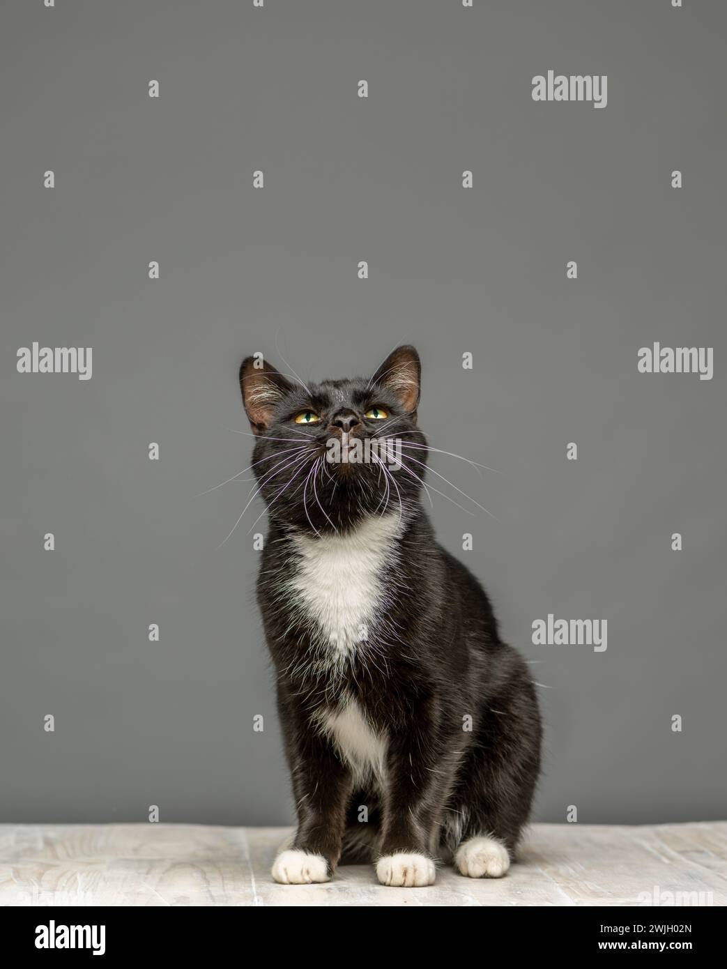 Studio-Aufnahme einer schwarz-weißen Katze, die nach oben blickt und auf einem weiß getünchten Tisch sitzt. Vor grauem Hintergrund. Stockfoto