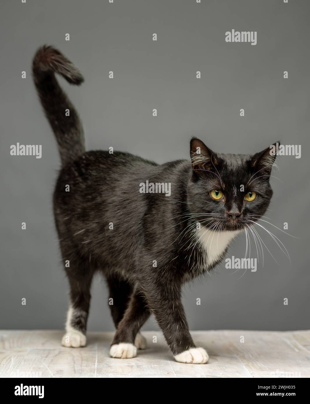 Schwarz-weiße Katze mit überkreuzten Vorderbeinen auf einem weißen Holztisch mit grauem Hintergrund Stockfoto