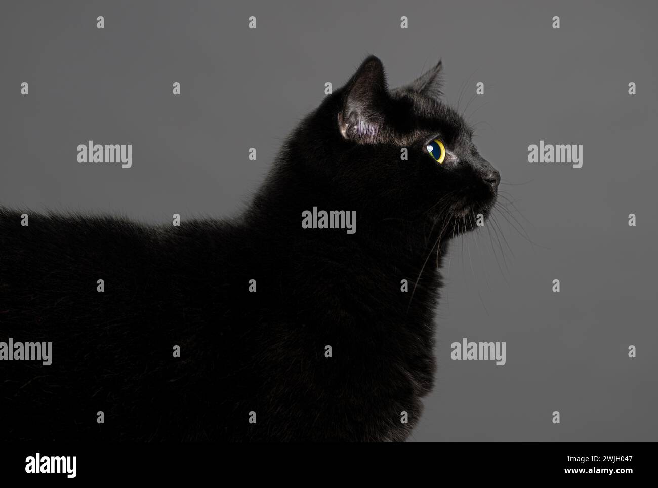 Kopf- und Schulterprofil einer erwachsenen kurzhaarigen schwarzen Katze vor grauem Hintergrund. Stockfoto