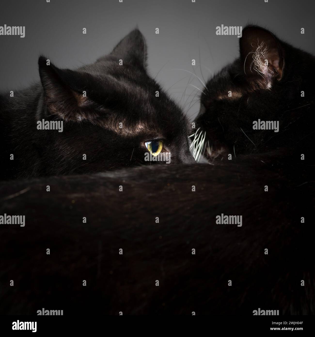 Nahaufnahme von zwei schwarzen Katzen, die sich schnüffeln. Stockfoto