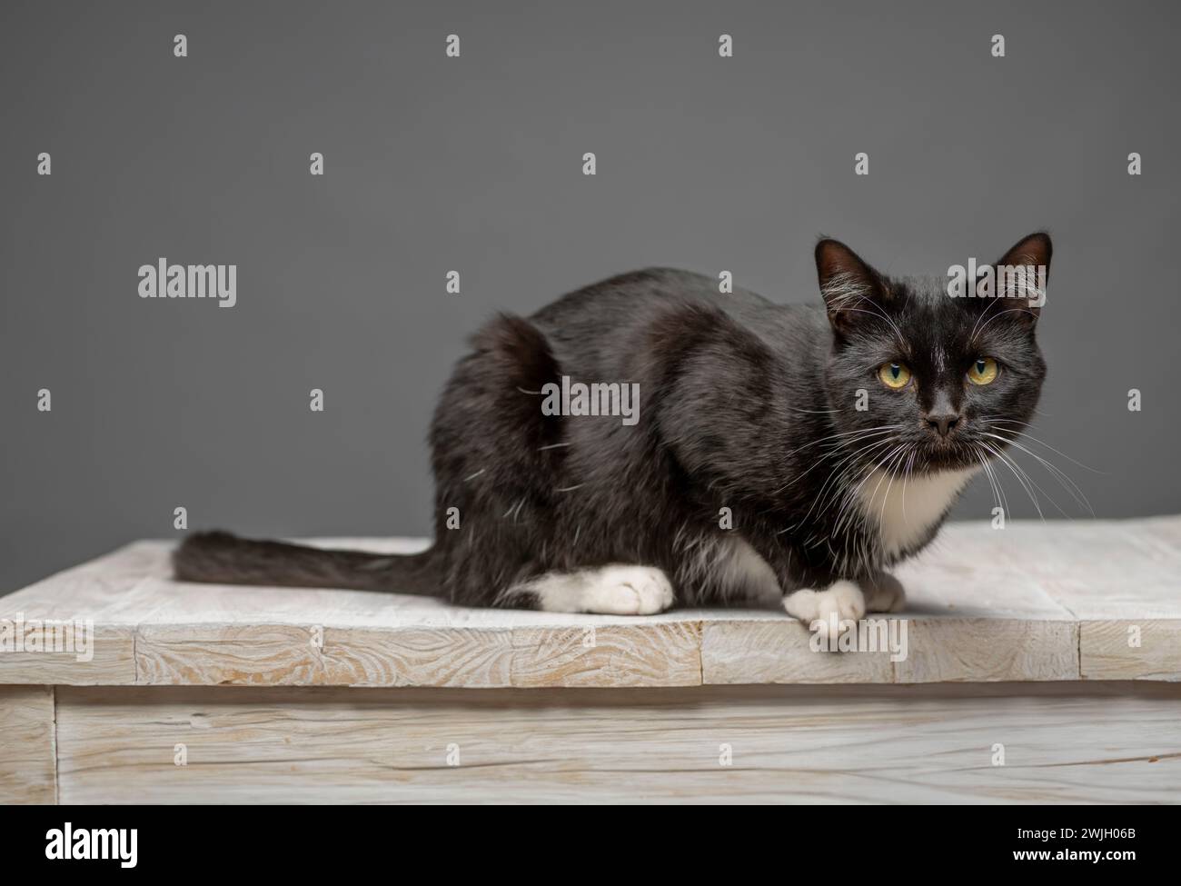 Studio-Aufnahme einer schwarz-weißen Katzenseite auf der Kamera, die sich auf einem weiß getünchten Tisch hockt. Vor grauem Hintergrund. Stockfoto
