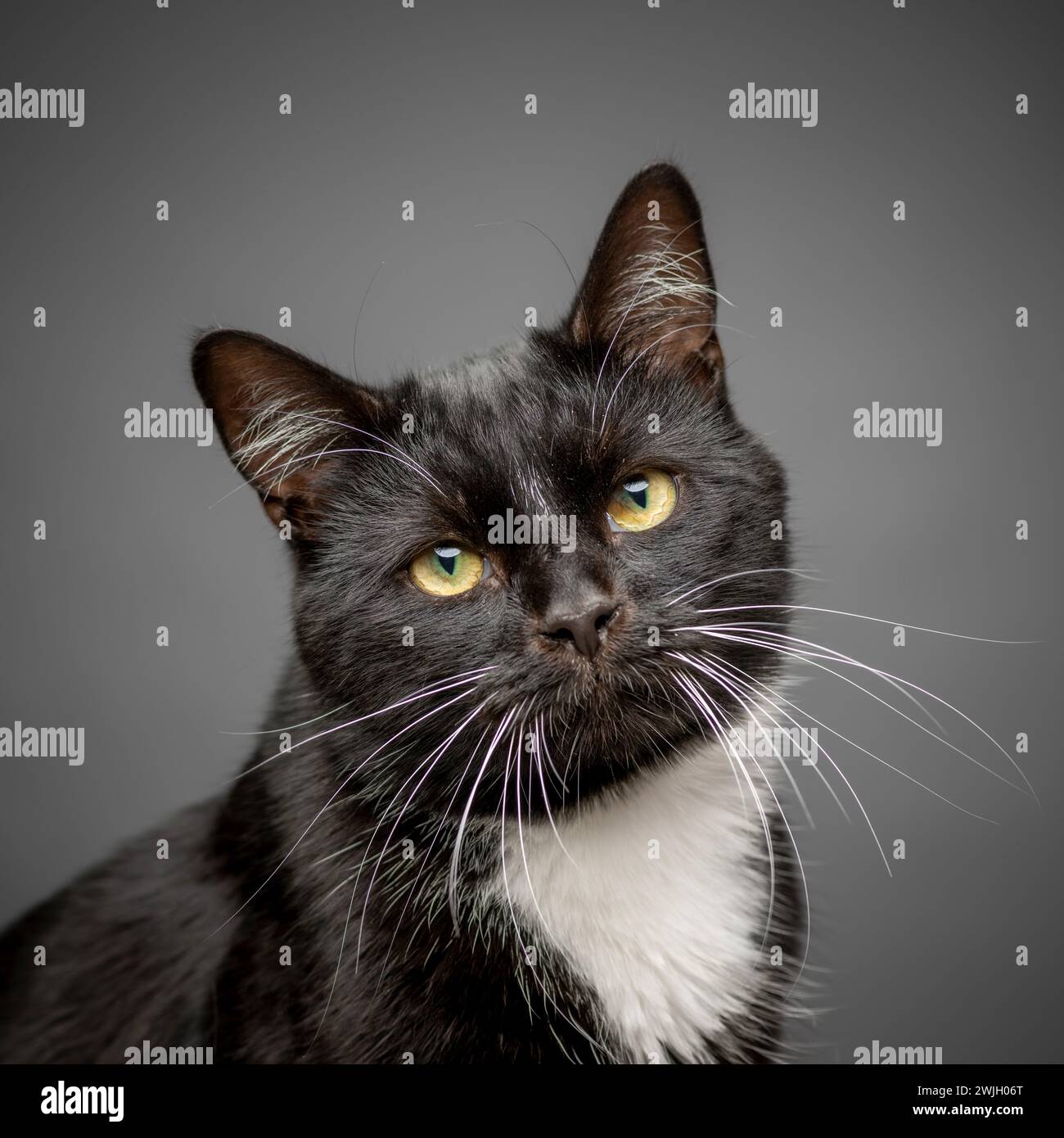Kopf und Schultern einer erwachsenen kurzhaarigen schwarz-weißen Katze vor grauem Hintergrund. Stockfoto