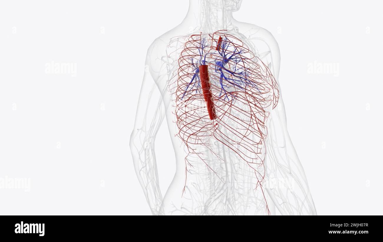 Arterien der Arteria thoracica subclavia pulmonale Arteria carotis