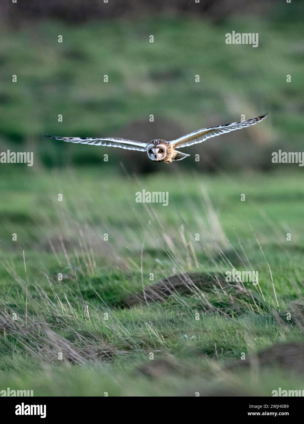 Kurzohrige Eulenjagd auf Heideflächen in Northern Cornwall Stockfoto