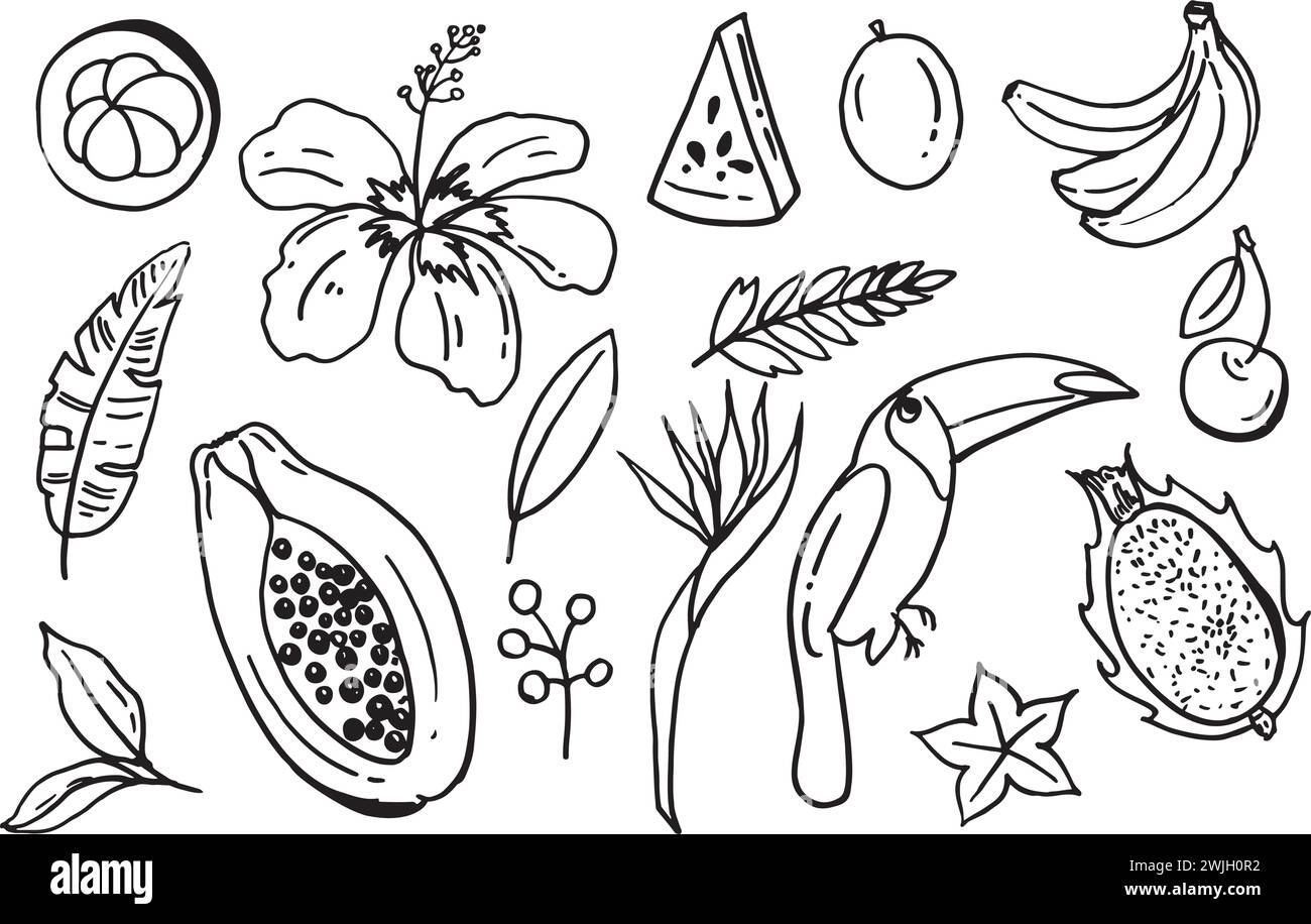 Sammlung Set von handgezeichneten umrissenen Sommer Obst Gegenstände Doodles, Bananen, toco Tucan Papaya Wassermelone tropische Drachen Fruchtblatt Palmen Mang Stock Vektor