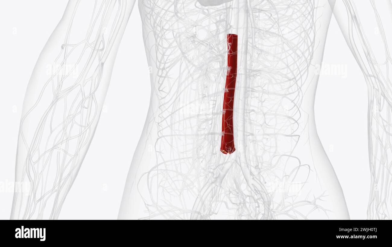Abbildung der anatomie der bauchaorta -Fotos und -Bildmaterial in hoher ...