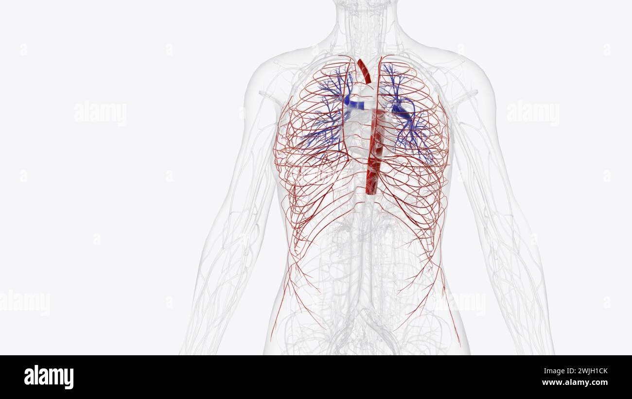 Arterien der Arteria thoracica subclavia pulmonale Arteria carotis Superior Arteria epigastric inferior Stockfoto