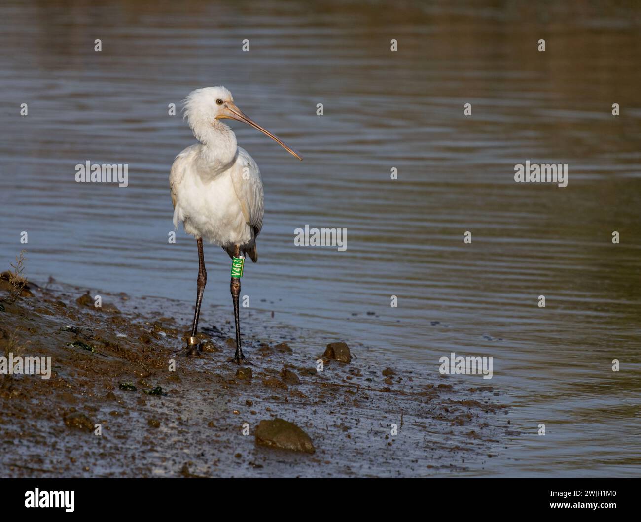 Juvenile Spoonbill stammt ursprünglich aus Dänemark, ist aber für den Winter in die wärmere Gegend von Cornwall in Großbritannien gezogen. Stockfoto