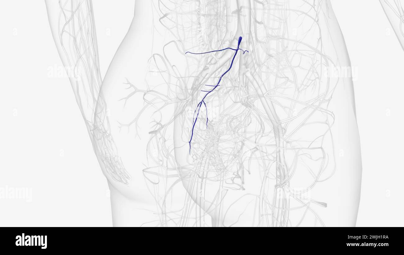 Die mediane Sakralvene (oder die mittleren Sakralvenen) ist eine Vene des Abdomens 3D-Illustration Stockfoto