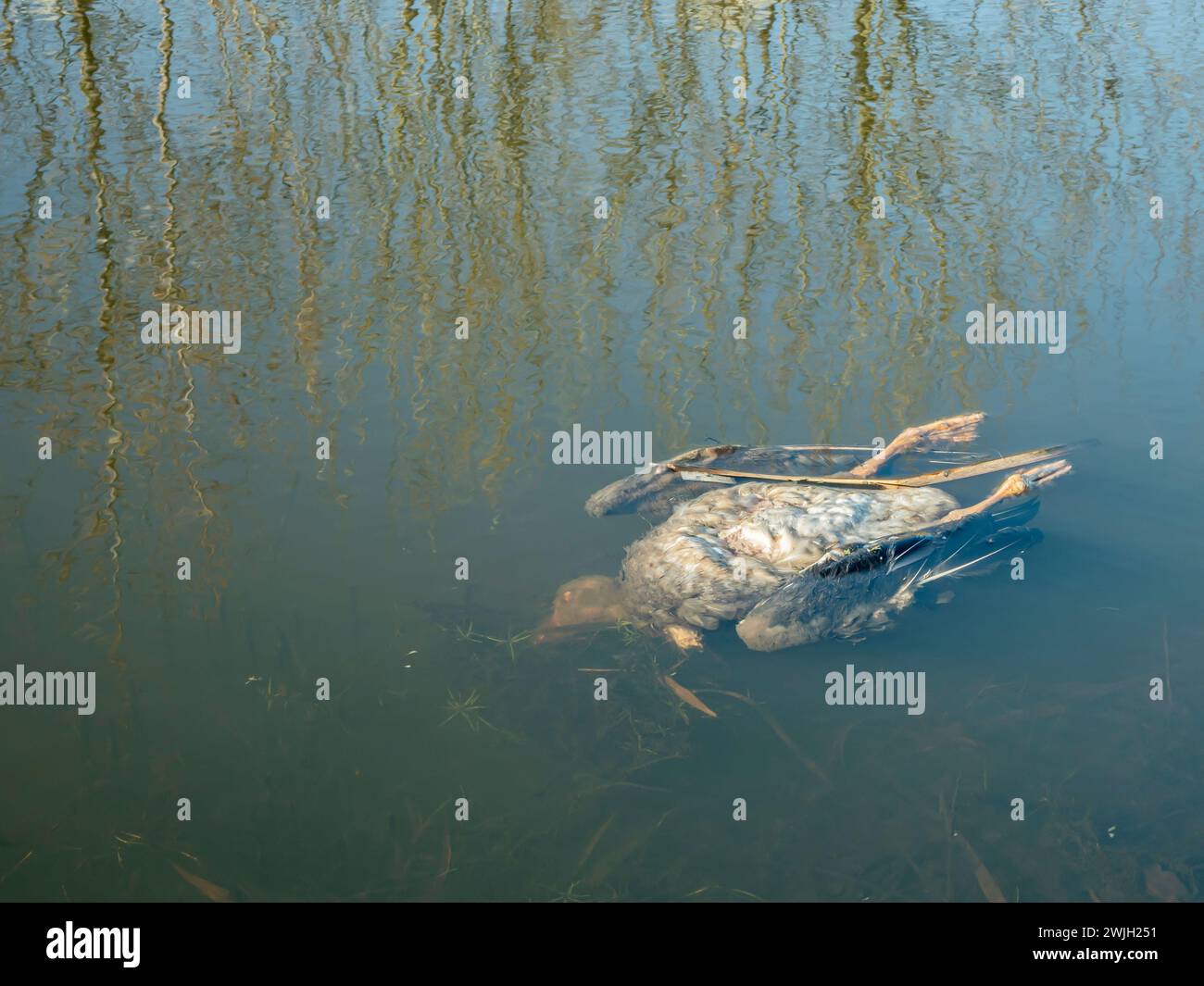 Tote Ente liegt in verschmutztem Wasser Stockfoto