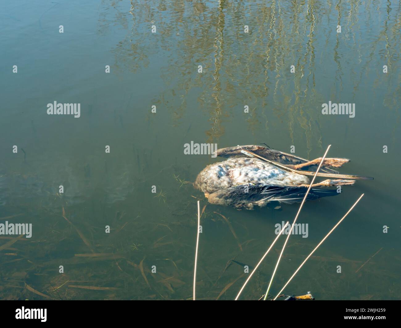 Tote wilde Wasservögel liegen in einem Teich Stockfoto