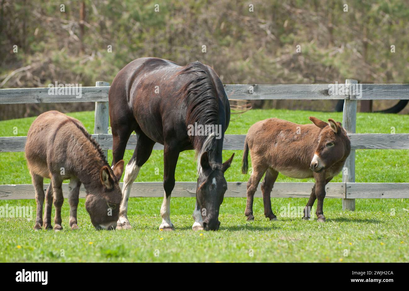 Pferd und Esel auf der Weide zusammen weiden auf Gras im Freiland-Paddock auf einem kleinen Bauernhof mit gemischten Tieren im Herdenwald-Zäune im Hintergrund Stockfoto