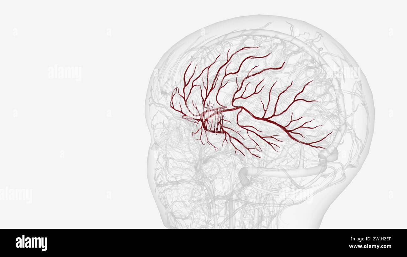 Arteria cerebri Media links und Zweige 3D-Illustration Stockfoto