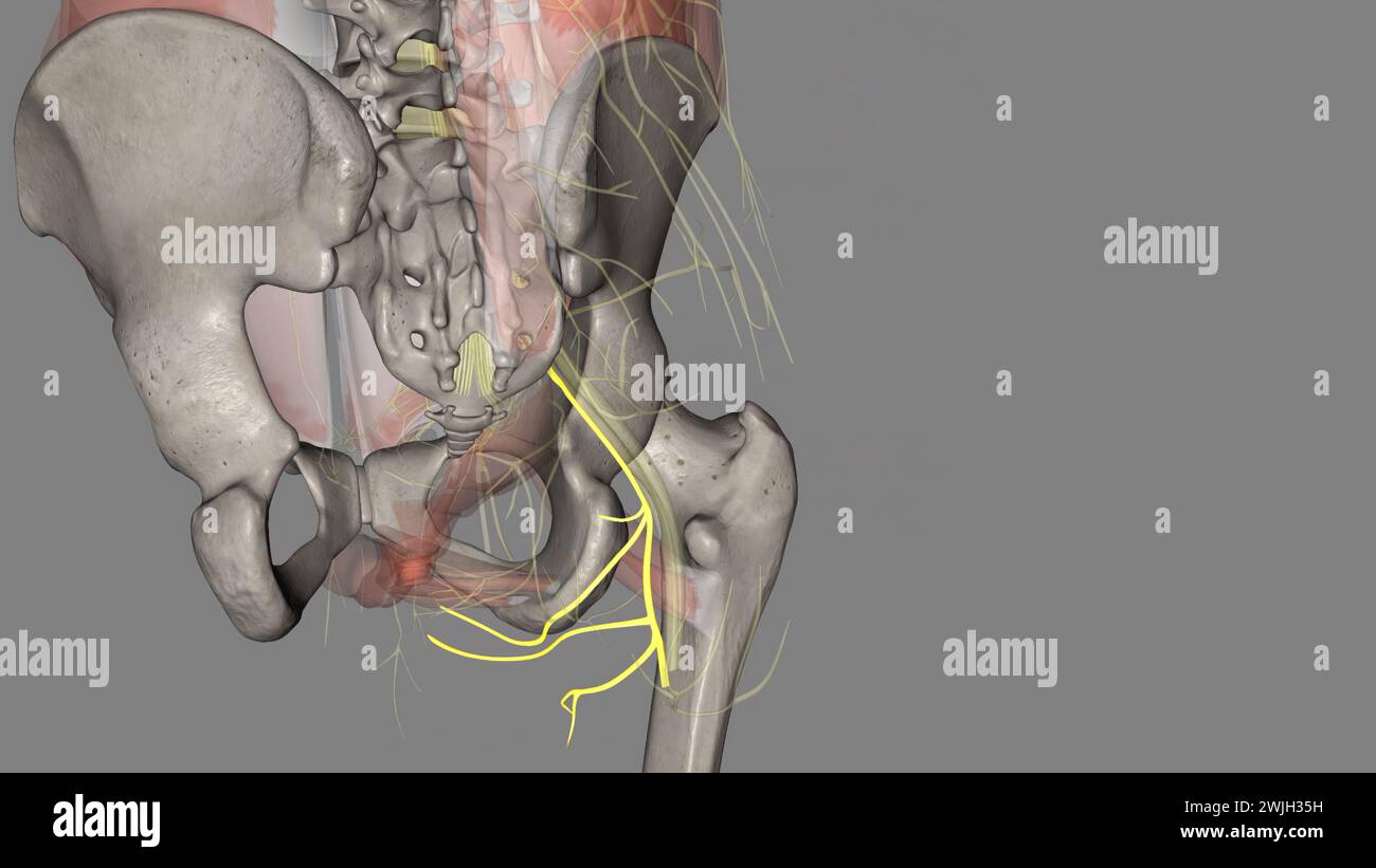 Nervo cutaneo femorale posteriore Fotos und Bildmaterial in hoher