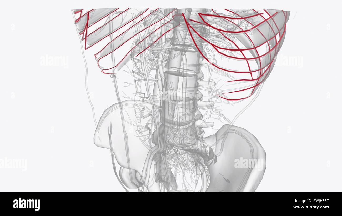Arterien der Arteria thoracica subclavia pulmonale Arteria carotis