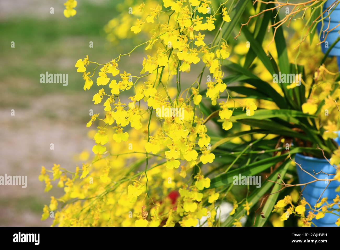 Oncidium Orchid oder Dancing Lady Orchid oder Oncidium Altissimum oder Golden Shower Orchideenblüten wachsen im Garten Stockfoto