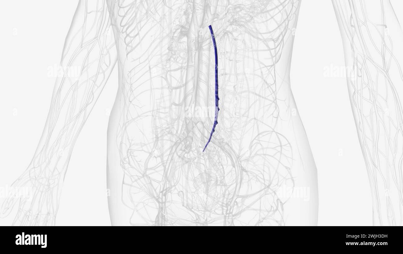 In der menschlichen Anatomie ist die Vena mesenterica inferior ein Blutgefäß, das Blut aus der 3D-Darstellung des Dickdarms ableitet Stockfoto