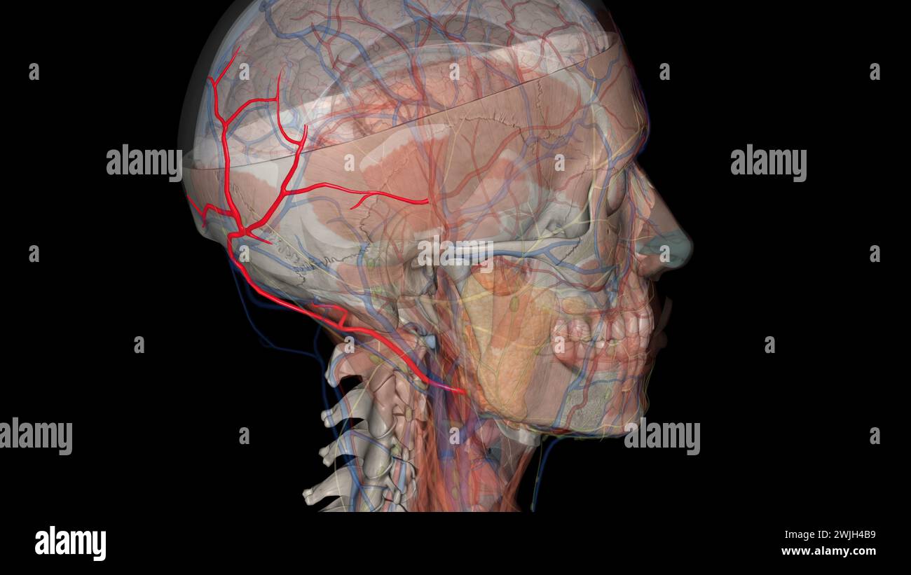 Die Arteria occipitalis ist ein Zweig der Arteria carotis externa, der