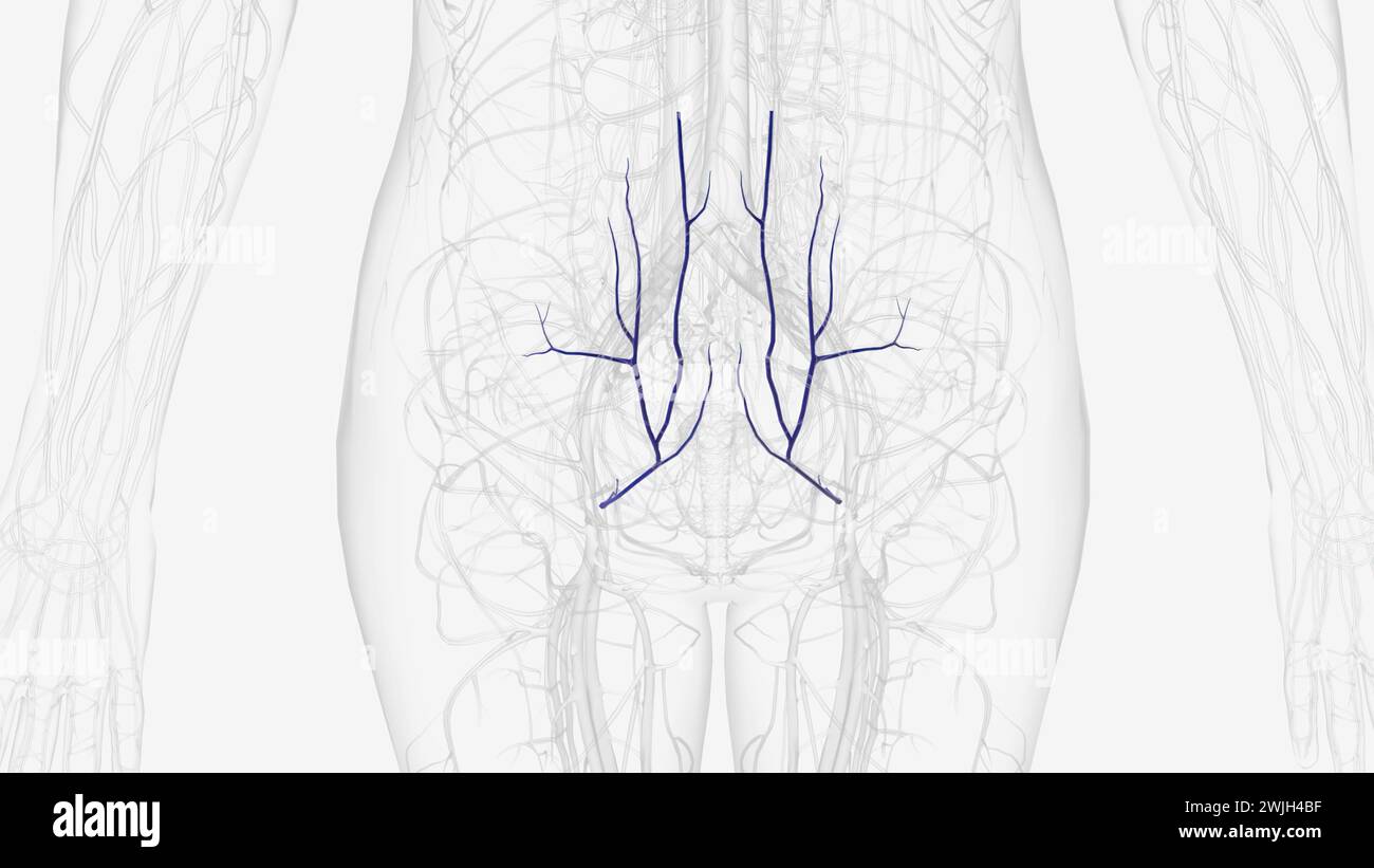 In der menschlichen Anatomie ist die Arteria epigastrica inferior eine Arteria, die aus der 3D-Darstellung der Arteria iliaca externa hervorgeht Stockfoto