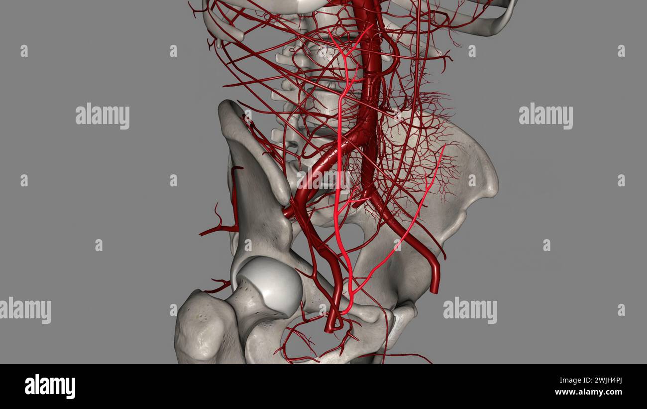 Die oberflächliche Oberbaucharterie ist ein kleiner Ast der Arteria femoralis 3D Stockfoto