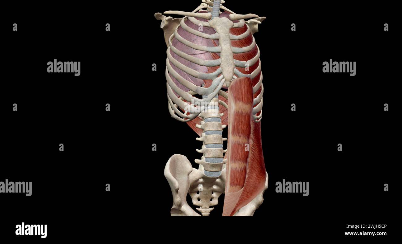 Die Rippenkäfigmuskeln, einschließlich der Interkostalen, der Parasternalen, der Skalenmuskulatur und der Nackenmuskulatur, wirken meist auf den oberen Teil des Rippenkäfigs und Stockfoto