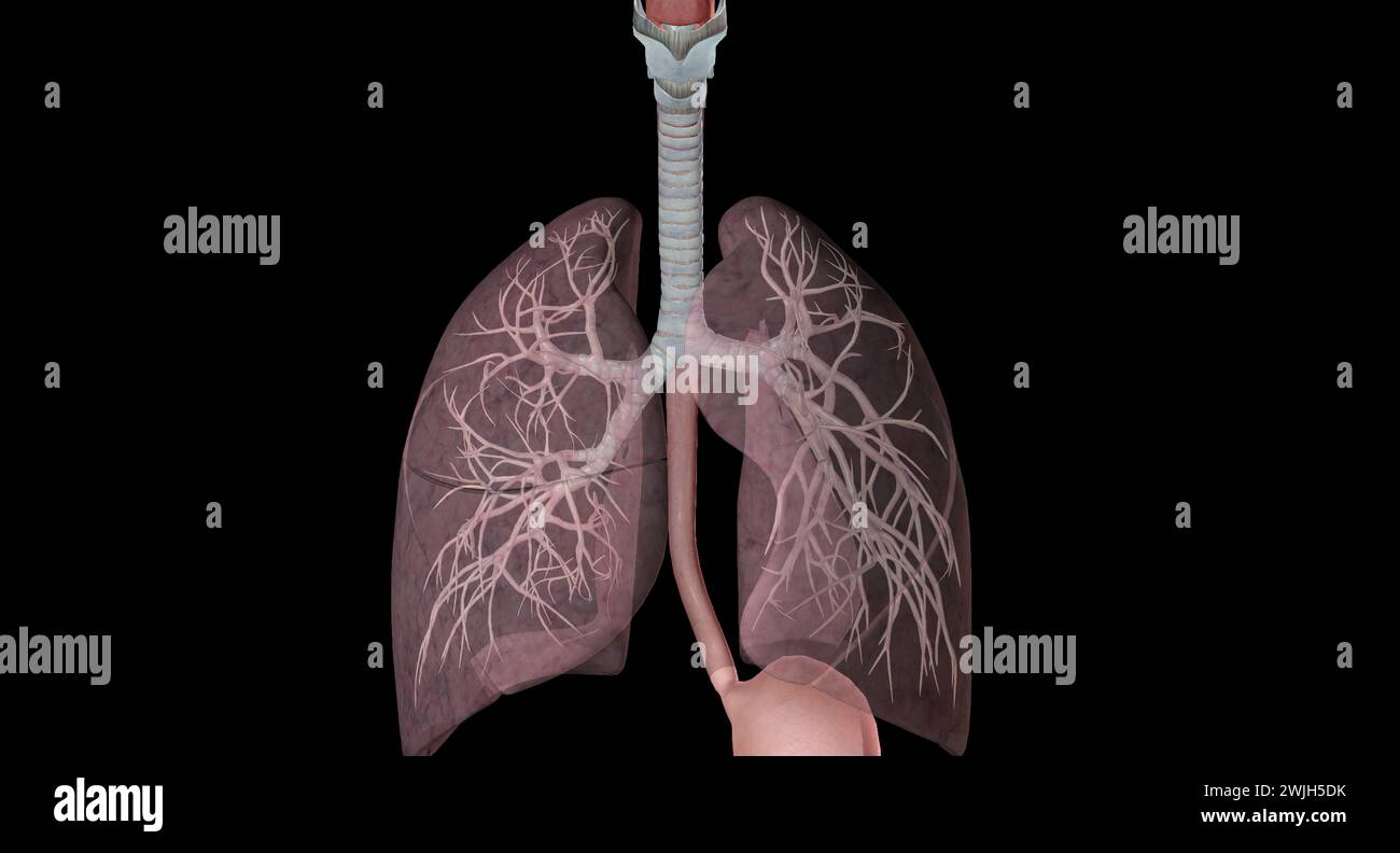 Zu den wichtigsten Gängen und Strukturen der oberen Atemwege gehören Nase oder Nasenlöcher, Nasenhöhle, Mund und Rachen. 3D-Rendering Stockfoto