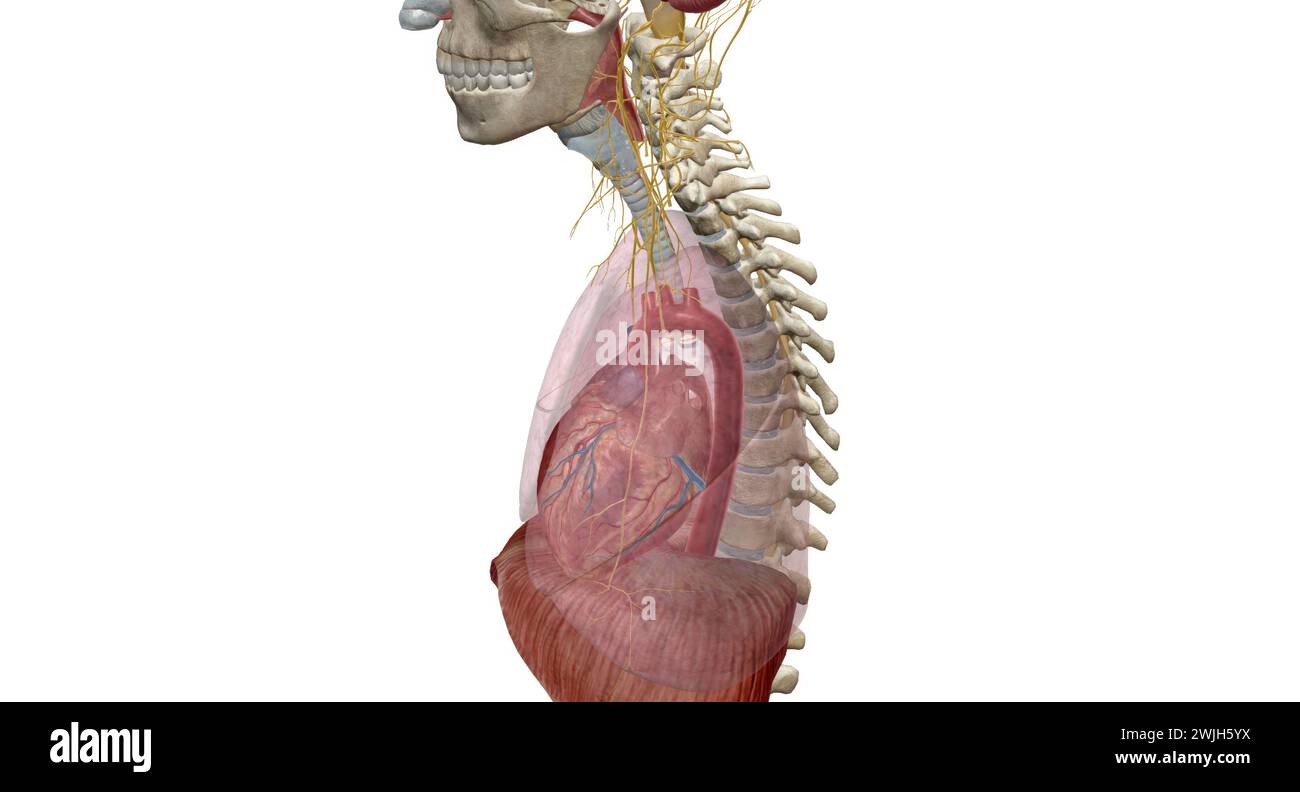 Ist Das Zwerchfell Ein Muskel www.alamy.de