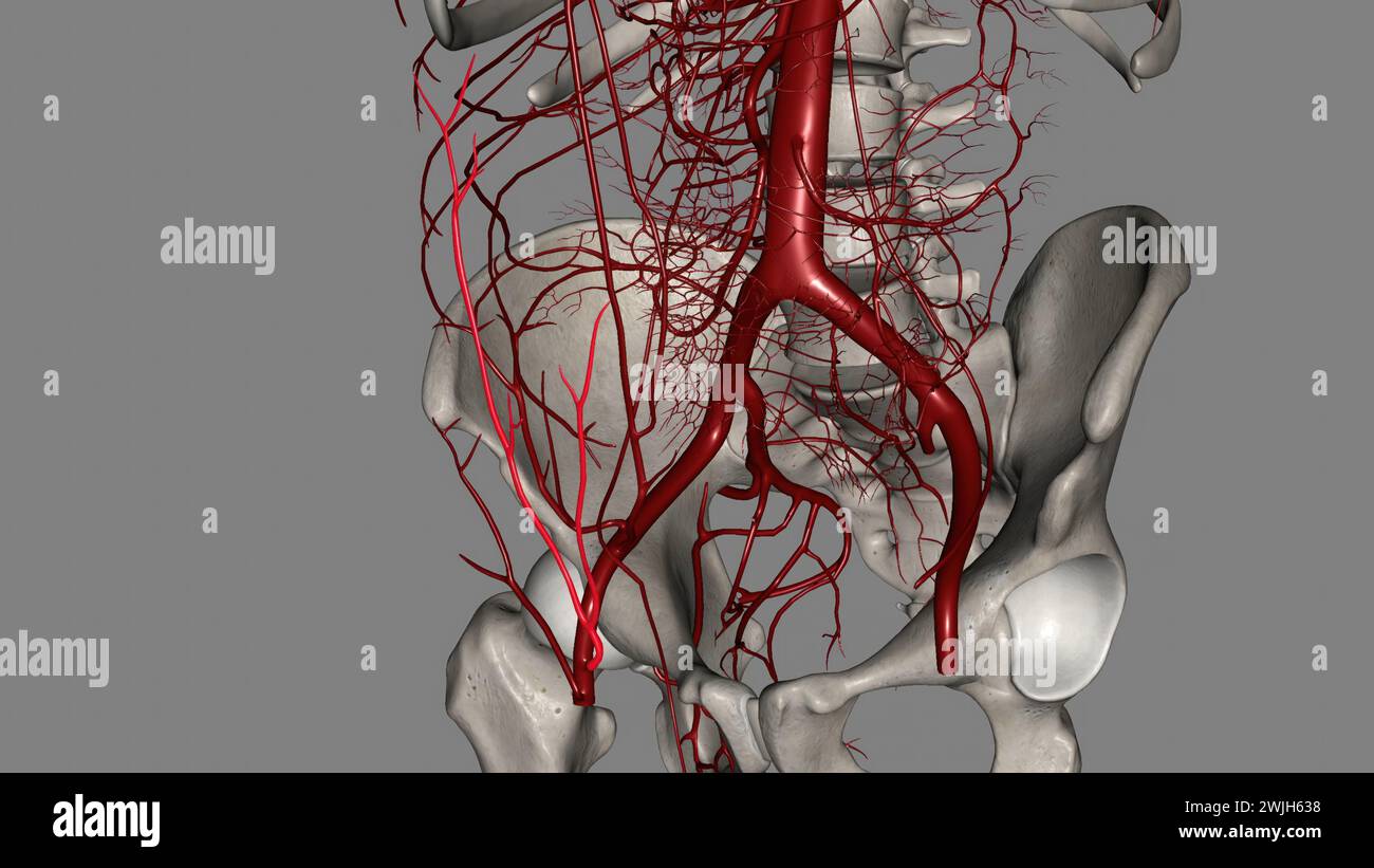 Die oberflächliche Oberbaucharterie ist ein kleiner Ast der Arteria femoralis 3D Stockfoto