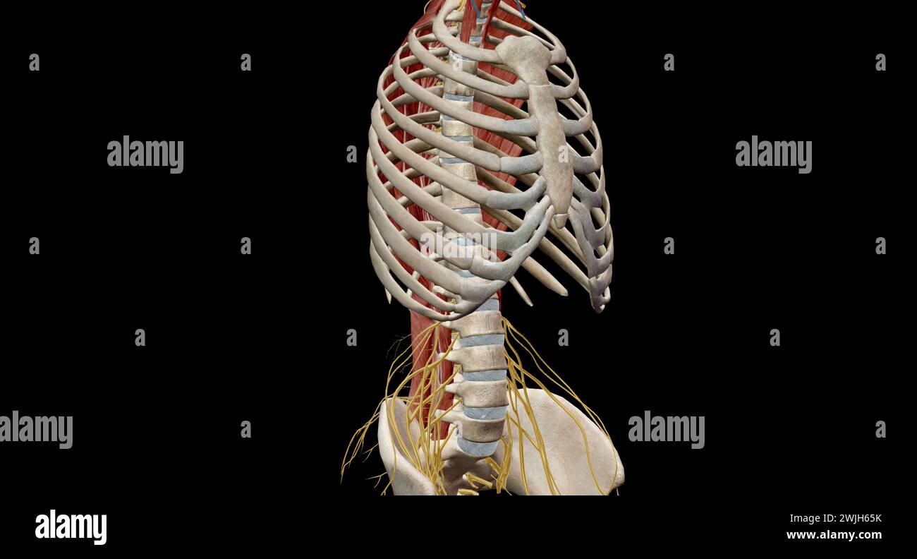 Die thorakale Wirbelsäule umfasst 12 Wirbel, die sich zwischen Hals und unterem Rücken befinden Stockfoto