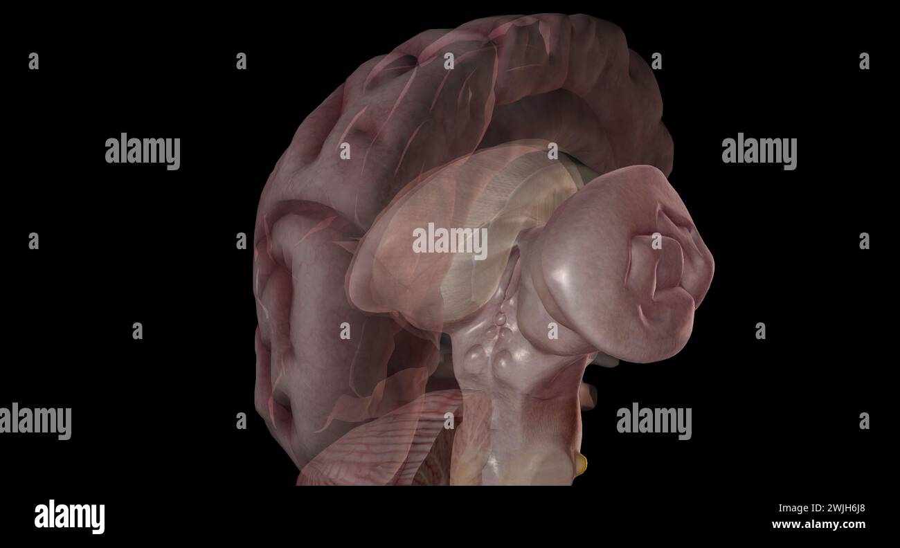 Die Zirbeldrüse produziert Melatonin, ein Serotonin-abgeleitetes Hormon, das Schlafmuster sowohl im zirkadianen als auch im saisonalen Zyklus moduliert. 3D-Rendering Stockfoto