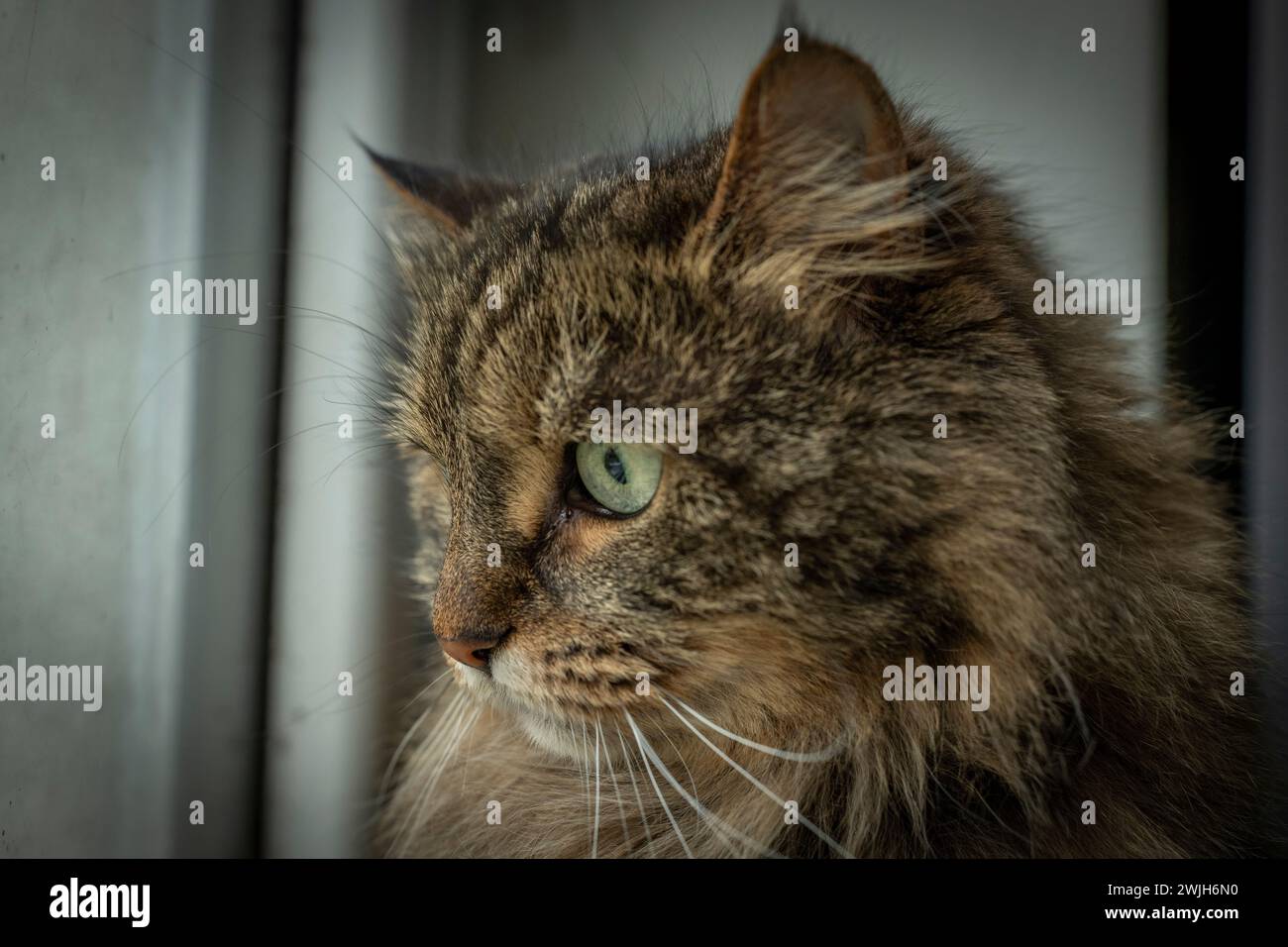 Braune Tabby-Katze mit grünen Augen und großem haarigem Kopf in der Nähe des Fensters Stockfoto