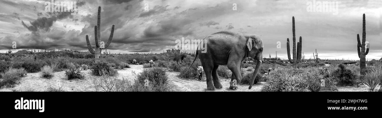 Digitale Kreation eines Elefanten, der durch die McDowell Sonoran Conservancy Toms Daumentrailhead in Scottsdale, Arizona, streift Stockfoto