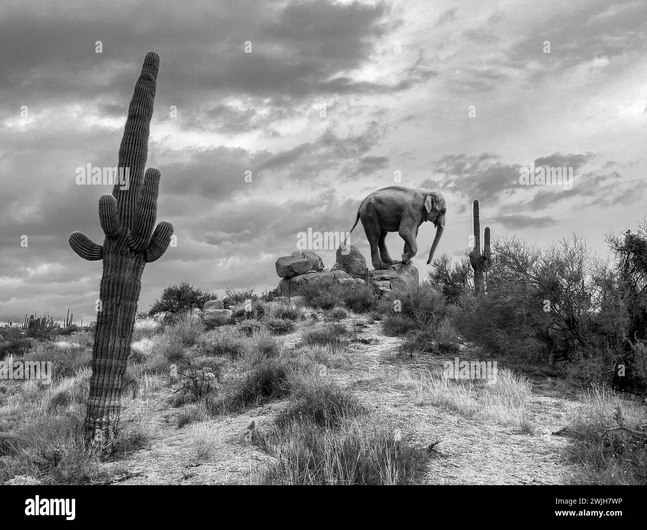 Digitale Kreation eines Elefanten, der durch die McDowell Sonoran Conservancy Toms Daumentrailhead in Scottsdale, Arizona, streift Stockfoto