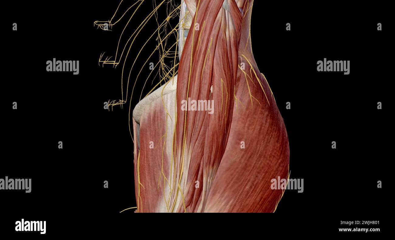 Der Plexus lumbosacralis ist ein Netzwerk von Nervenfasern, die aus den Wurzeln der lumbalen und sakralen Spinalnerven abgeleitet sind, die sich auszweigen, um die Nerven supp zu bilden Stockfoto