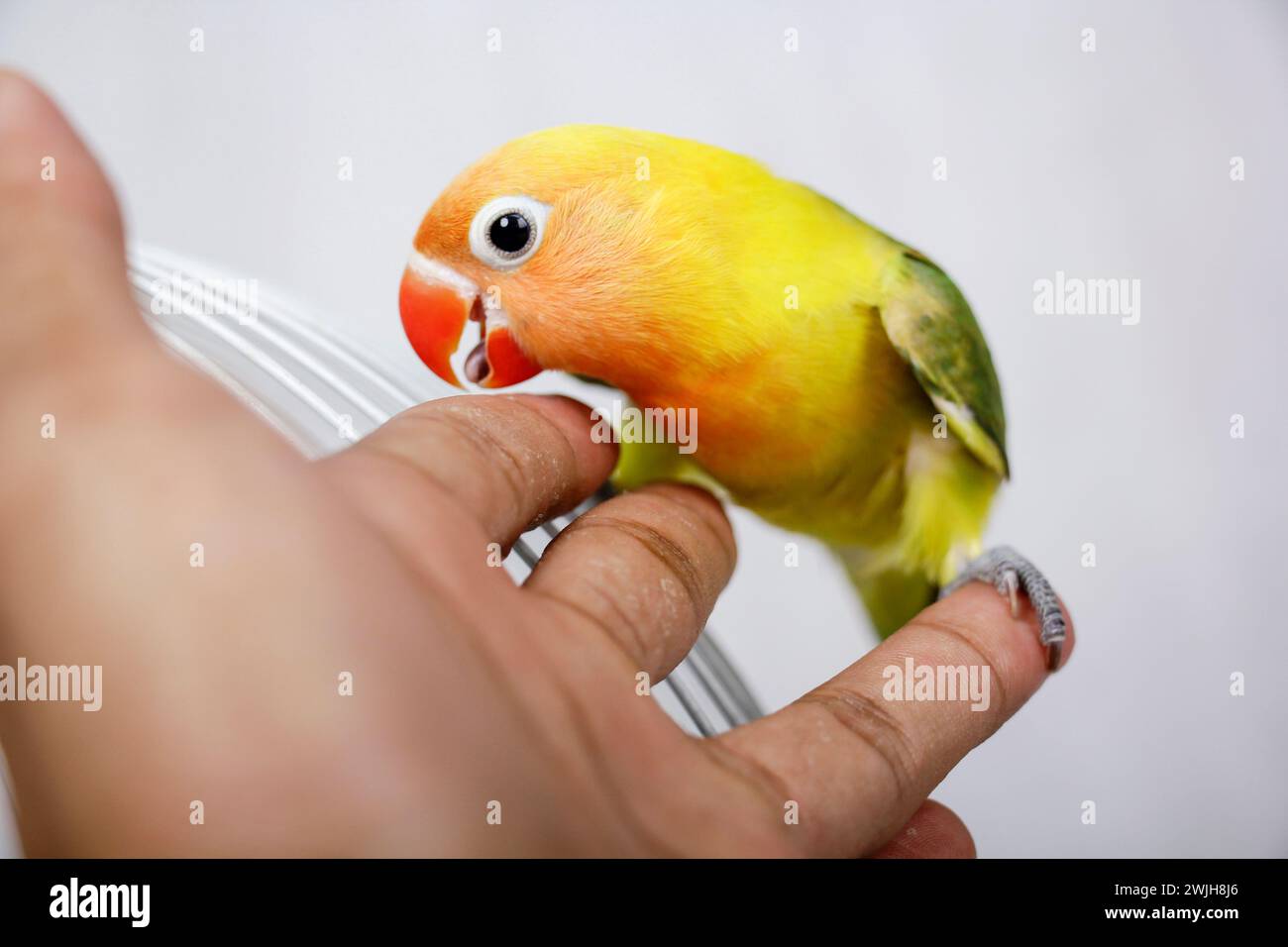 Turteltauben sind sehr schön. In den Händen von Männern Stockfoto