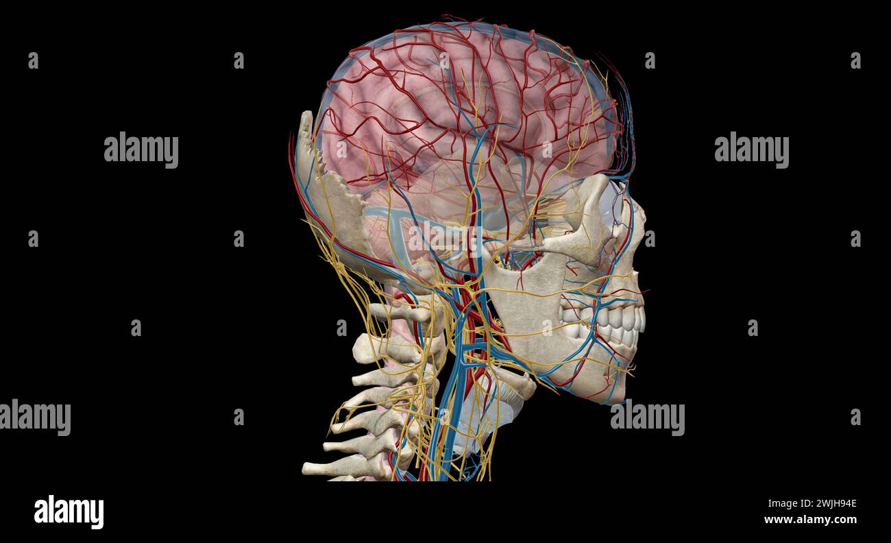 Das Gehirn erhält Blut von zwei Quellen, den inneren Karotis-Arterien, die an der Stelle im Hals entstehen, an der die gemeinsamen Karotis-Arterien bifur sind Stockfoto